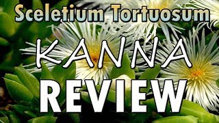 Sceletium Tortuosum Kanna Review  NoOnes Substance Analysis [upl. by Torrlow]