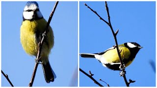 Blue Tit Birds Chirping and Singing  Beautiful Bird Sounds and Natural Bird Song [upl. by Zilef]