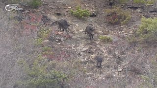 CACCIA al CINGHIALE  Gli Immensi BRANCHI di Fraccano  WILD BOAR HUNTING  The immense HERDS [upl. by Eelyrag]