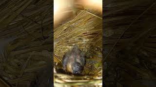 Finch baby growth is very nice youtubeshorts finch [upl. by Analos57]