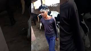 cow ko water drink ki short video [upl. by Wales506]