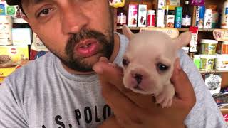 Know About French Bulldog  Puppy Good for Family Bhola Shola  Harwinder Singh Grewal [upl. by Aivart36]