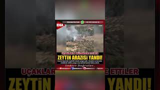 HAVRAN’DA ZEYTİNLİK YANGINI Yangın Havran [upl. by Nylra]