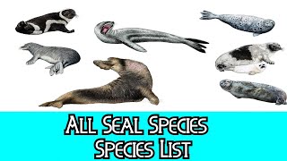 All Seal Species  Species List [upl. by Ognimod]