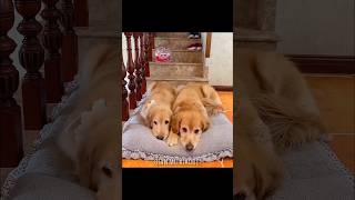 Dogs Friendship 🥹🥰 tiktok facts tiktokvideo shortvideo [upl. by Tedric]