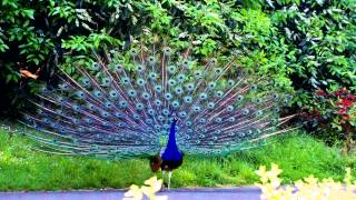 Peacock  Peafowl call [upl. by Maximilien]