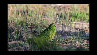 Eastern Ground Parrot Beecroft Weapons Range Currawong NSW 22 03 24 4K [upl. by Ahsienot]