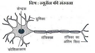 तंत्रिका कोशिका न्यूरॉन [upl. by Odla338]