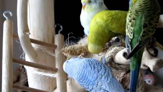 Parakeets playtime  Parkieten Speelkwartier [upl. by Kan528]