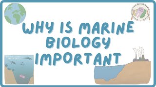 Why is Marine Biology Important  Explore Marine Biology [upl. by Lapides]