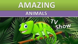 Amazing Animals  Animal Senses  Kid TV Show [upl. by Gytle]