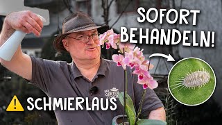 So rettest du Orchideen amp andere Zimmerpflanzen 🚑  Schädlinge ohne Pestizide behandeln [upl. by Fineman]