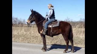 percheron mule [upl. by Herzog536]