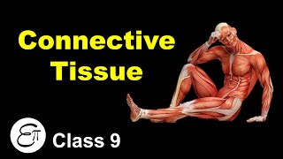 Connective Tissue and its Types  Animal Tissues Part 3  in Hindi for Class 9 [upl. by Barkley]