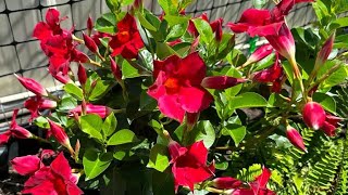 How to grow amp care for Mandevilla beautiful climbing vine  Mandevilla fast growing vine [upl. by Dart729]