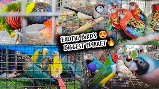 Recent Exotic Bird Price Update I Galiff Street Biggest amp Cheapest Pet Market  3rd March 2024 Visit [upl. by Odraode]