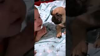 Dogs mimic human behaviour dog funnyvideo doglove pet funny fyp dogs funnydog [upl. by Caresa]