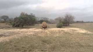 Male Lion Calling His Pride [upl. by Ratep]