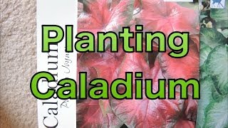 Planting Caladium Bulbs  Lets get a head start [upl. by Nosam]