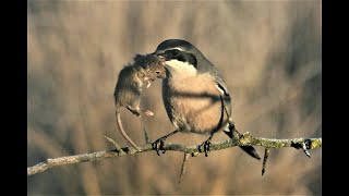 Great grey shrike hunting  Butchering Bird [upl. by Elyrehc]