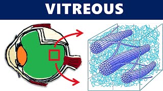 Vitreous Anatomy  All you need to know [upl. by Ggerg]