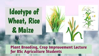 Ideotype of Wheat Rice and Maize crops [upl. by Selene]