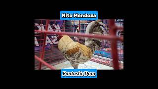 Nito Mendoza  Dom Brood Fowl shortsvideo shorts [upl. by Plume777]