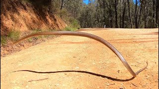 Eastern Brown Snake jumps into the air [upl. by Palumbo685]