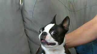 French Bulldog Talking Funny Compilation [upl. by Mccully]