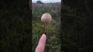 Wildfood Foraging uk wildfood wildmushrooms foraging [upl. by Monarski335]