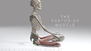 Sartorius Muscle 4K Animation [upl. by Zerimar340]