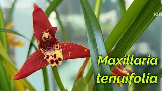 Maxillaria tenuifolia очередное домашнее цветение [upl. by Aramad]