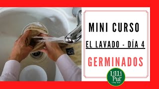 🚿 CÓMO LIMPIAR los germinado de alfalfa y similares 👉 Cultivo de GERMINADOS DÍA 4️⃣ [upl. by Emmaline]