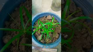 umbrella ☔ palm shift into separate pot🙂shortsgardening [upl. by Lareneg]