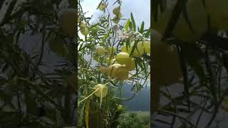 amazing flowers  rare flower plants  gardening  Gomphocarpus physocarpus  Balloon Plant [upl. by Brink]