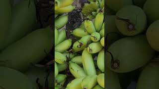 Banana philippines philippineprovinces food [upl. by Phio]