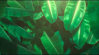 Types of plant tissues What are plant tissues and functions What is tissues in plants [upl. by Nrobyalc485]