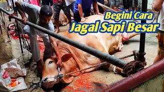 Cara Menjatuhkan Sapi Kurban Proses Penyembelihan Sapi Besar Qurban 2023 [upl. by Sanoy]