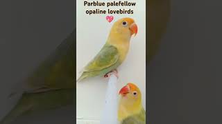 Parblue palefellow opaline lovebird  lovebirds variety  Lutino opaline working  creamino lovebird [upl. by Carole]