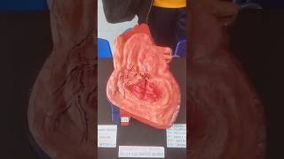 Oxygenated blood model for science project school exhibitionanatomyhumen heart [upl. by Aristotle702]