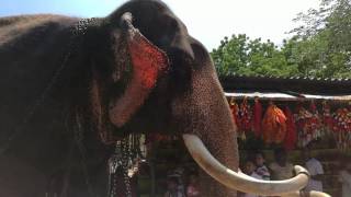 quotWasanaquot the Tusker in Kataragama Temple Sri Lanka 30 July 2017 [upl. by Nadiya]