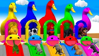 5 Giant Duck CartoonCowTigerElephantSheepMonkey Paint Wild Animals Crossing Fountain Animation [upl. by Zindman]