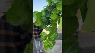 Very big Fiddle Leaf Figs foryou houseplants garden tree [upl. by Nare]