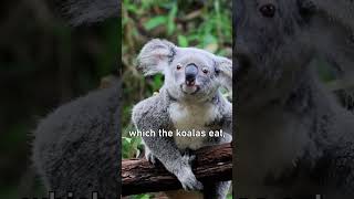 Do you know koalas are considered the dumbest animals in the world animalshorts facts koala [upl. by Bev3]