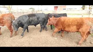 Novtos y Vaq Feedlot Laprida [upl. by Ecirahc]