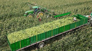 US Farmers Harvest 29 Billion Pounds Of Sweet Corn This Way  Farming [upl. by Kenn426]