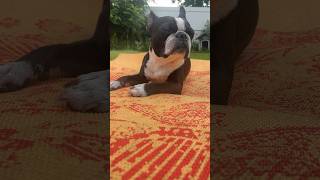 My Guru  One Minute of Dog Bliss  meditate animalshorts spiritualjourney yogalife [upl. by Ydnir884]