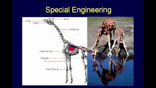 The Design of Animals  Chuck Missler [upl. by Adnical39]