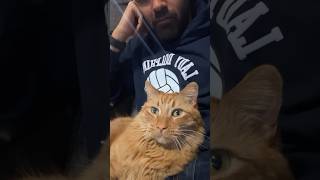 Adorable chatty cat catdad catlovers catshorts orangecats catsoftiktok talkingcat [upl. by Sheree]