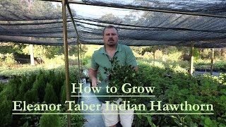 How to grow Eleanor Taber Indian Hawthorn with a detailed description [upl. by Leumhs]